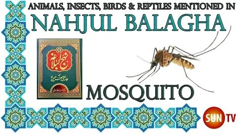 Mosquito - Animals, Insects, Reptiles & Amphibians in Nahjul Balagha (Peak of Eloquence)#imamali