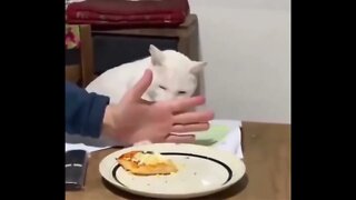 Good cat reaction