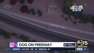 Dog loose on Phoenix freeways