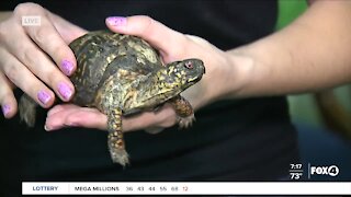 Animal encounters at Calusa Nature Center in Fort Myers