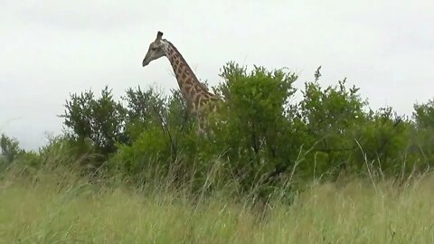 SOUTH AFRICA giraffes, Kruger national park (hd-video)-1