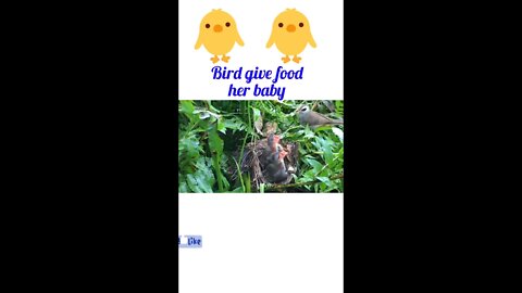 Bird give food her baby ||