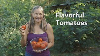 Homesteading Basics and Gardening Tips : How to Keep Your Organic Tomatoes Garden Fresh