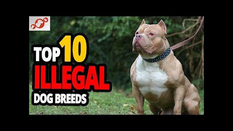 TOP 10 Most Banned Dog Breeds In The World