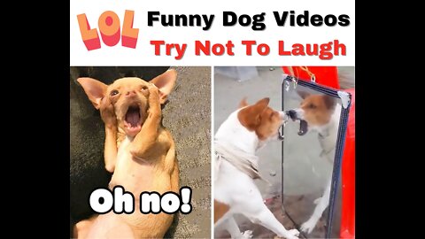 Unbelievable!!! Funny Dog Videos Try Not To Laugh 🦴🐕🐶✔️1