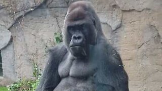 Gorilla punches its weight at Madrid Zoo