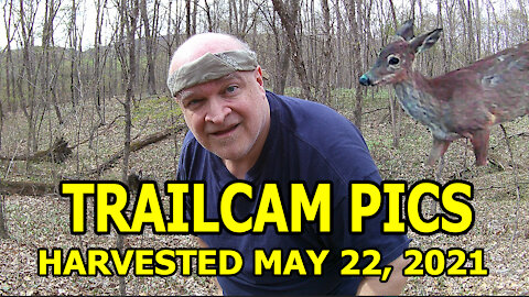 Trailcam Pics in Pennsylvania, Harvested May 22, 2021
