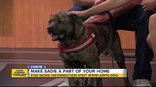 Dec. 23 Rescues in Action: Make Sadie a part of your family