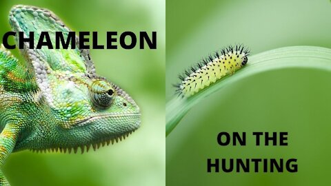 CHAMELEON ON THE HUNTING