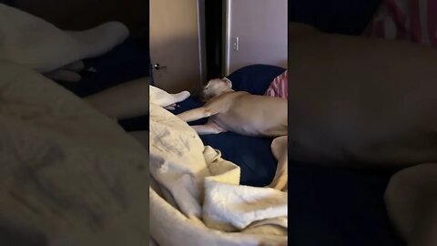 Messin’ up the bed!?!? #happydog #dogs #shorts #love #shortsvideo