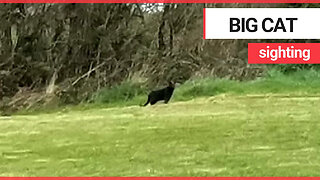 Britain's big cat outbreak has deepened after a second one the size of an 'Alsatian' was spotted