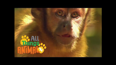 * MONKEY * | Animals For Kids | All Things Animal TV