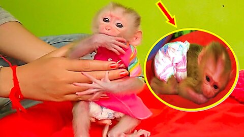 Tiny Cute Girl Tota monkey gets Good Health With New Pink Dress So.Cute - Monkey Animals 062