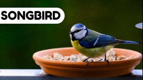 #kolinsky • Close up on Songbird Feeding from Dish
