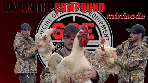 Cody LOVES choking his chicken! D.O.C. minisode. #chicken #chickendinner #rooster #roosterrumble