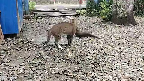 Ferocious male cat #Cat #catmating