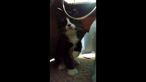 Cute cat plays with toy
