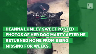 Dog Goes Missing, Returns Home Weeks Later Beaten with 2 Arrows Gouging Head