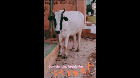 Beautiful HF cow breed standing beside the street, #shorts,#cow, #cowbreed,#animal,#viral,#gowmatha