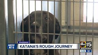 Dog at animal control linked back to Hurricane Harvey area