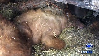 Orphaned bear cubs relocated to artificial dens for return to the wild