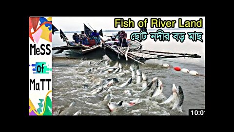 Fish of river land/ছোট নদীর বড় মাছ/আইড়/বোয়াল/কোরাল