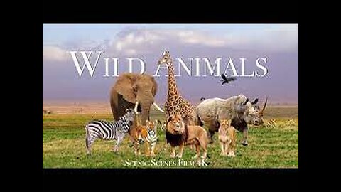 Wildlife Animal - Safari Montage