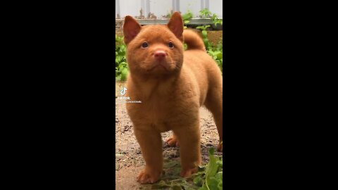 Ultimate Baby Dogs - Cute And Funny Dogs Compilation #shorts