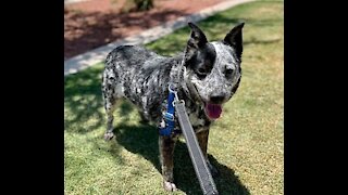 Pet of the week: senior Queensland Heeler mix