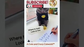 This Cat Is a Mathematics Prodigy! (#231)