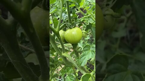 OUR JUNGLE OF 🍅’s #tomatoes #heirloom #homestead #gardening #gardeningtips #foryou #fyp #reels #