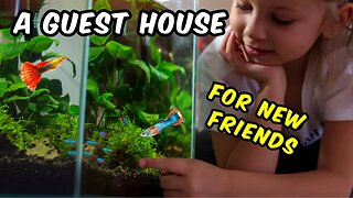 How to Welcome New Fish into Your Home 🐠 💙