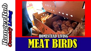 Meat Birds Have Arrived! Breeding Red Rangers on the Homestead