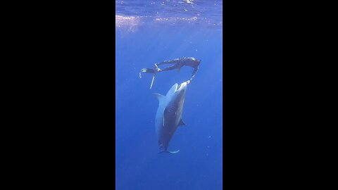 scuba driver play with shark..!