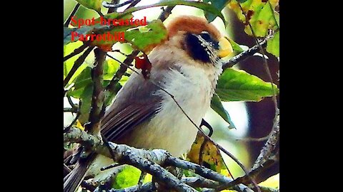 Spot-breasted Parrotbill bird video