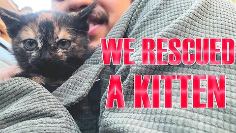 WE RESCUED CUTE KITTEN STUCKED IN CAR ENGINE