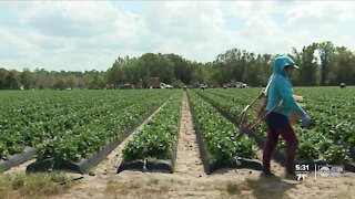 Polk County nonprofit push to get migrant farm workers access to COVID-19 vaccine