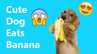 Cute Puppies Eat Banana