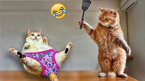 Funniest Animals 2023 😂 New Funny Cats and Dogs Videos 😻🐶