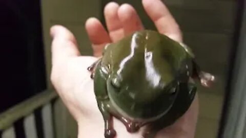 Funny Frog Compilation