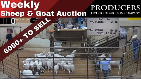 4/11/2023 - Producers Livestock Auction Company Sheep & Goat Auction