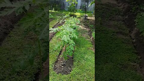 Amazing Backyard Hemp Tour: Create Soil, Good Compost, & Intensive Growth Urban Garden