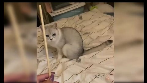 CUTE CAT TRANING VIDEO FUNNY VIDEO 2021