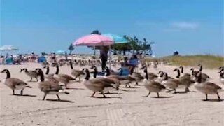 Hundreds of geese invade beach to surprise sunbathers