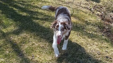 Chase Herds the Porch-Ball for the first time