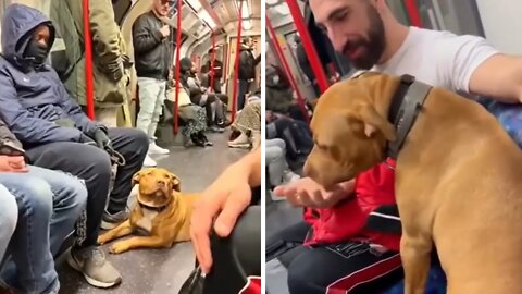 Sweet Pup Spreads Love To Strangers On The Subway