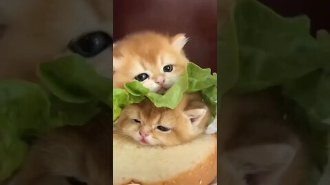 Cute cats Funny video...@Animalspet99