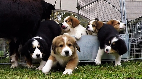 Cascade of cuteness as mother counts her nine fluffy puppies