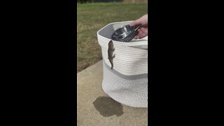 thirsty lizard