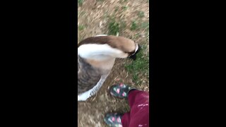 Chinny the African Gander Getting Friendly